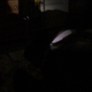 Meet your Posher, Guy